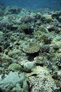 a diverse coral reef in Palau