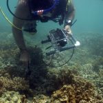 Scientist collecting spectral data from coral using a spectrometer