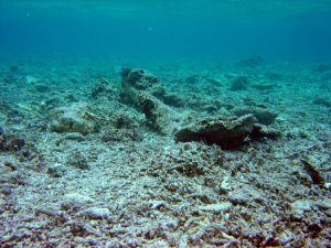 a degraded reef with little coral and no fish