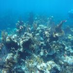 The coral reef at North Rock Bermuda