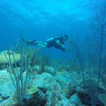 A diver conducts an underwater benthic assessment on a coral reef